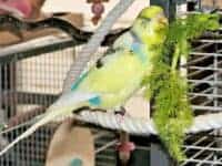 Rasmus knabbert am Fenchelgrün